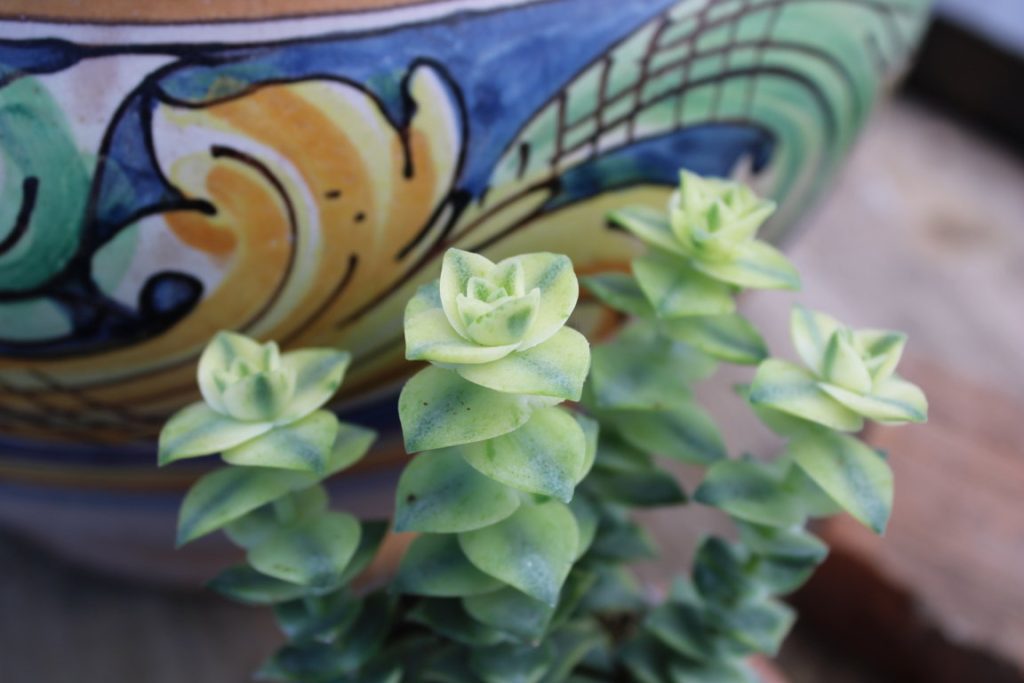 Crassula Pagoda Variegata La Boutique Del Verde