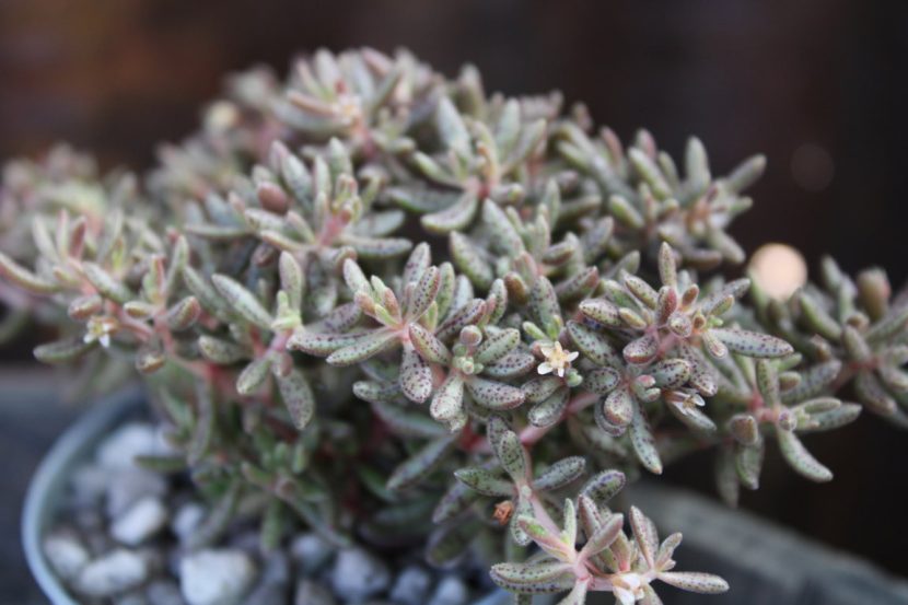 Crassula Humbertii La Boutique Del Verde