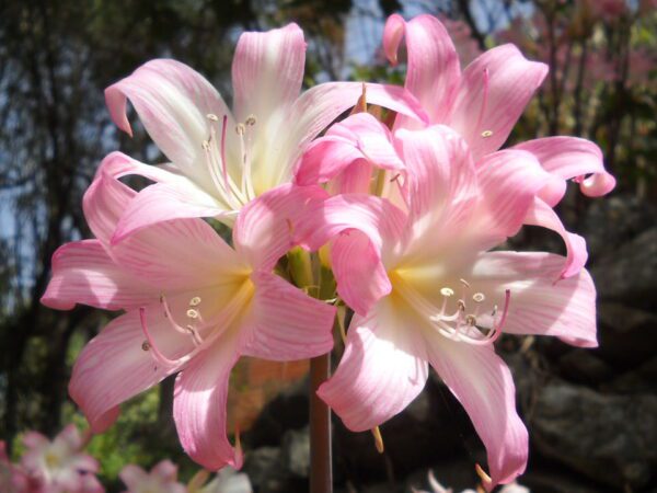 Amaryllis belladonna