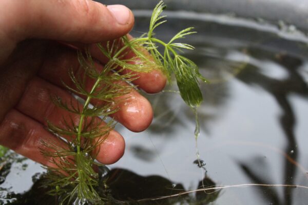 Ceratophyllum demersum