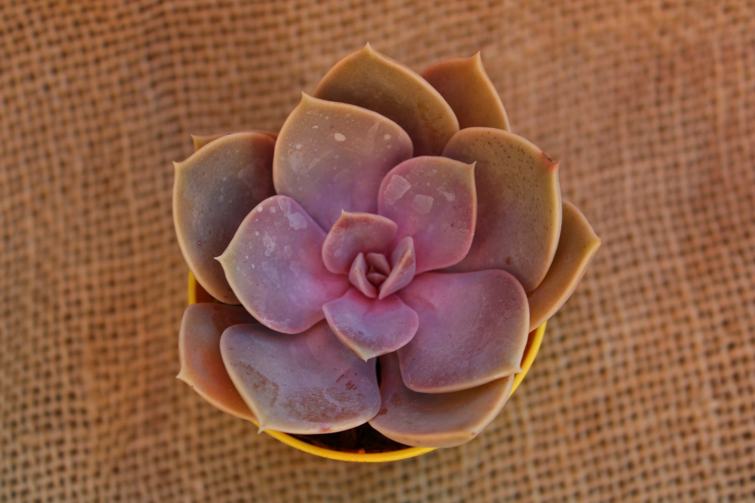 Echeveria 'Perla di Norimberga' La Boutique del Verde