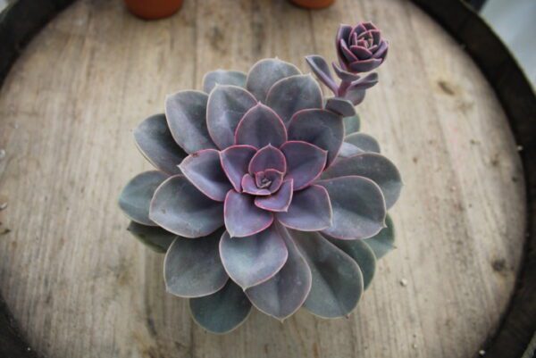 Echeveria 'Perla di Norimberga'