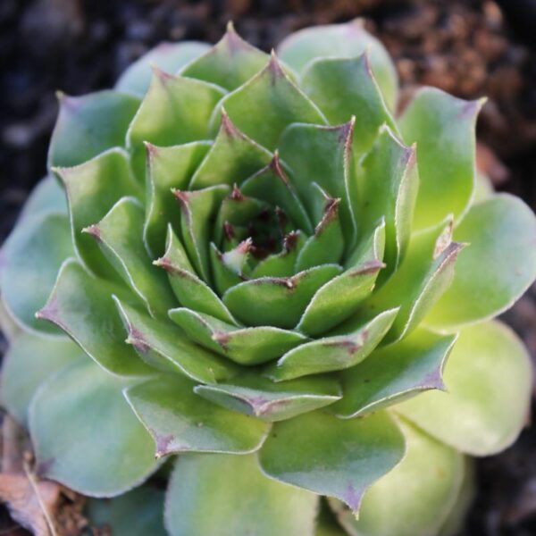 Sempervivum tectorum 'Sanguineum'