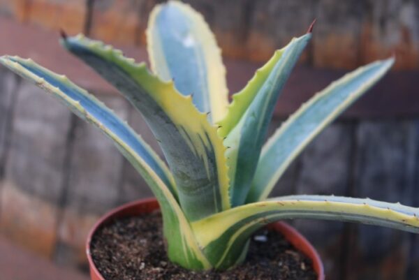 Agave Americana var. marginata