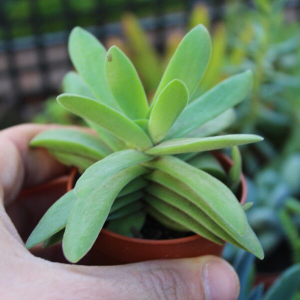 Crassula pubescens ssp. rattrayi