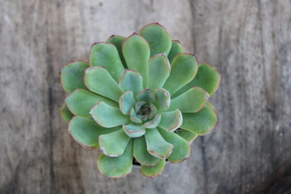 Echeveria pulidonis