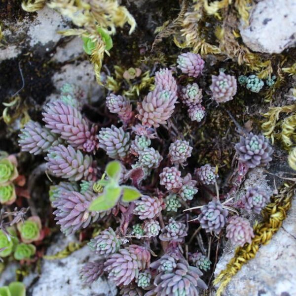 Sedum hispanicum - immagine 3