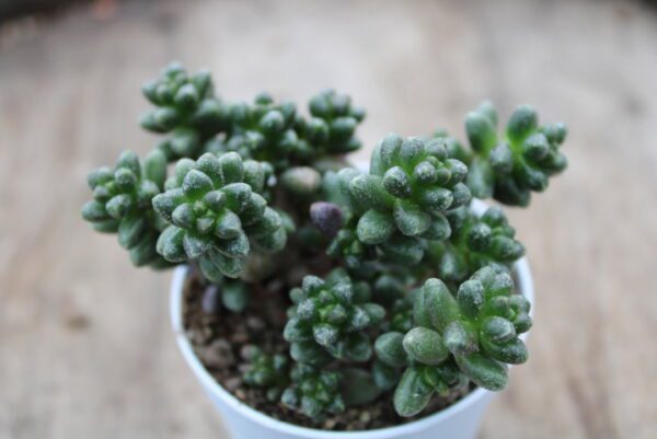 Sedum furfuraceum