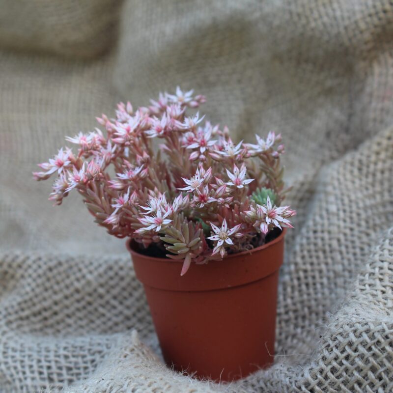 Sedum hispanicum