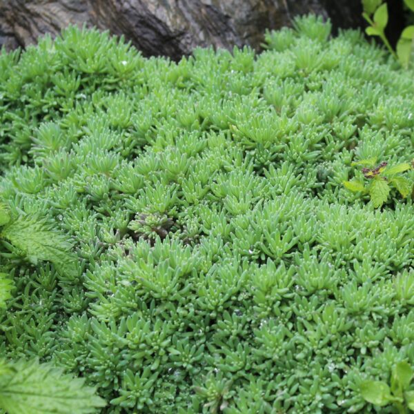 Sedum hispanicum - immagine 2