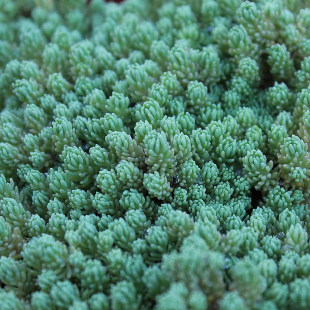 Sedum