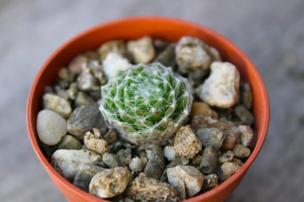 Sempervivum arachnoideum