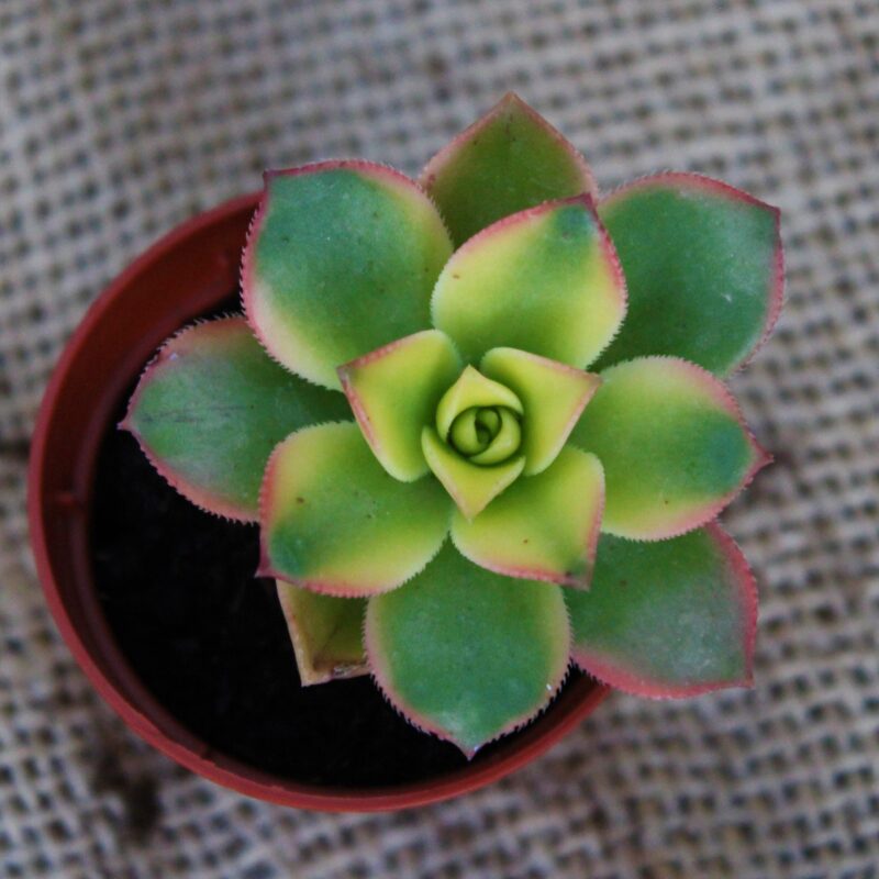 Aeonium 'Tricolor'