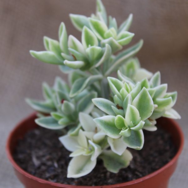 Mix Piante Succulente - immagine 7