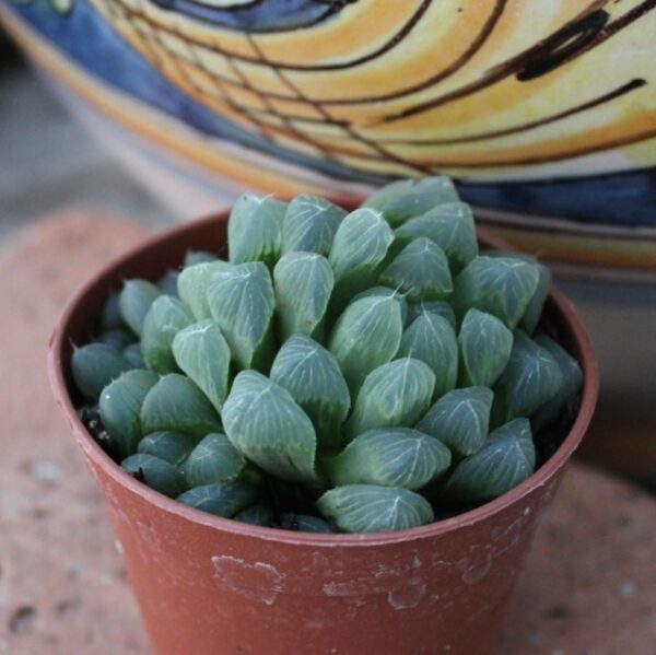 Haworthia cooperi var. pilifera