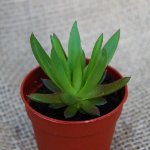 Orostachys japonica