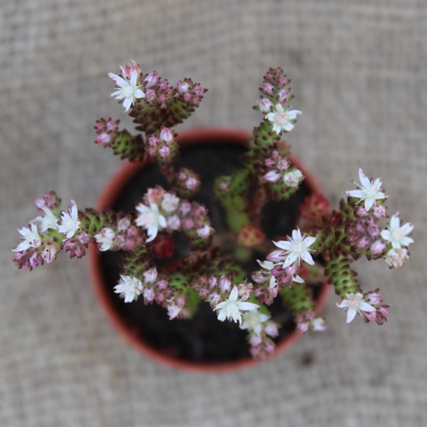 Sedum acre 'Oktoberfest'