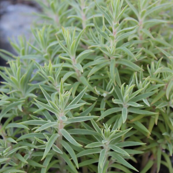 Sedum lineare 'Variegatum'