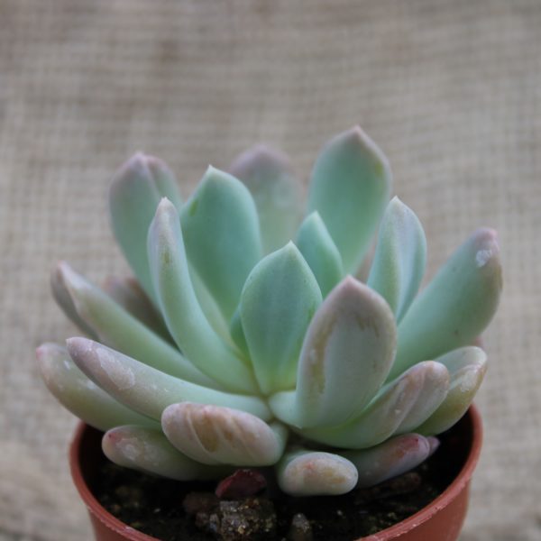 Echeveria runyonii