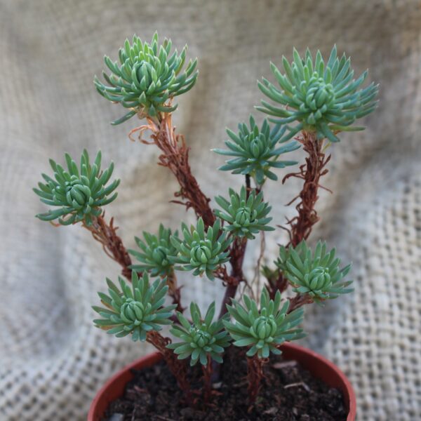 Sedum forsterianum 'Oracle'