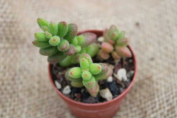 Crassula hirtipes