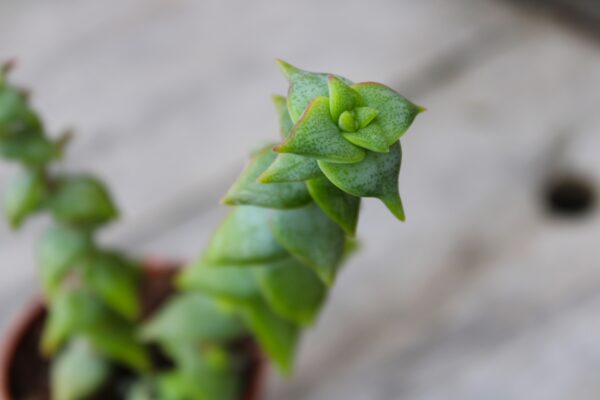 Crassula perforata