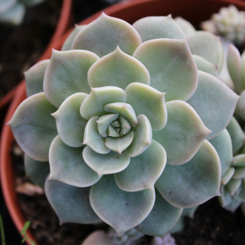 Echeveria 'Clara' - La Boutique del Verde