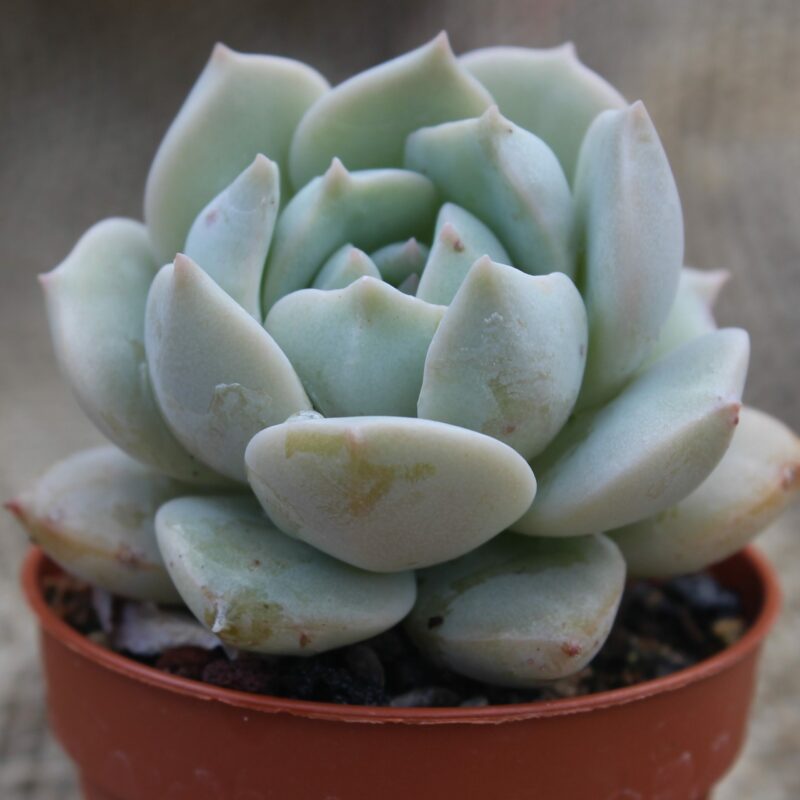 Echeveria cv. Clara - La Boutique del Verde