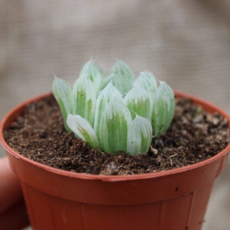 Haworthia cooperi var. pilifera variegata - immagine 2