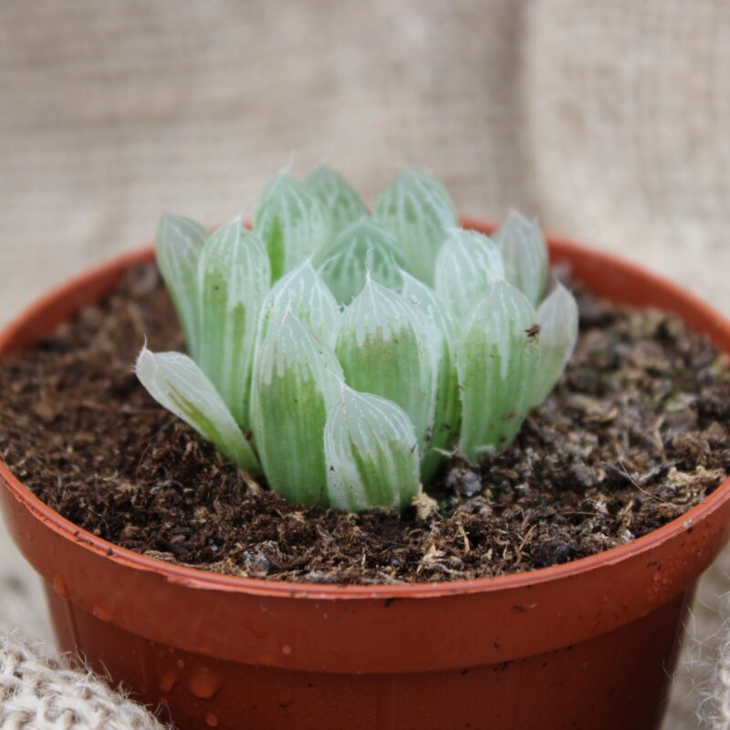 Haworthia cooperi var. pilifera variegata