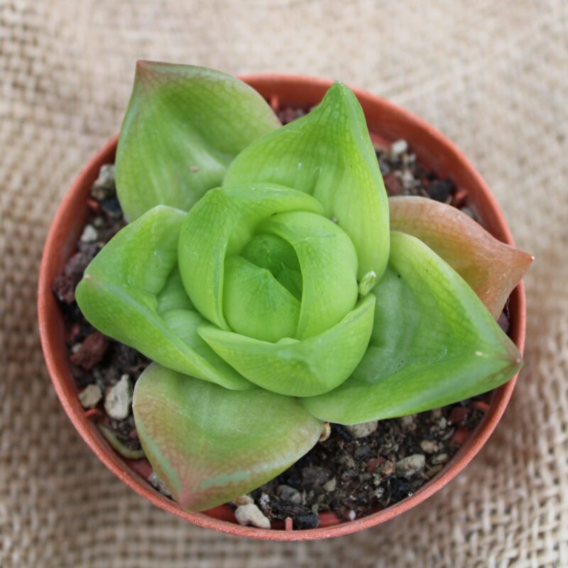 Haworthia planifolia - La Boutique del Verde