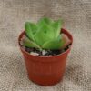 Haworthia planifolia - La Boutique del Verde