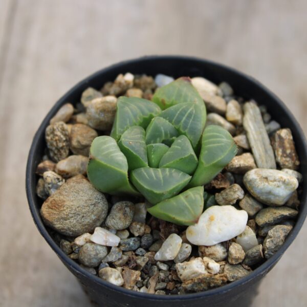 Haworthia retusa ssp. mundula - immagine 2