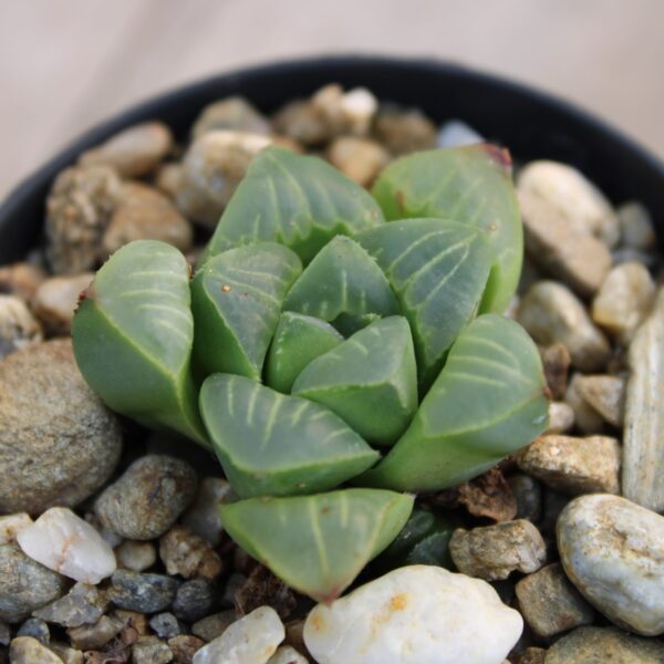 Haworthia retusa ssp. mundula