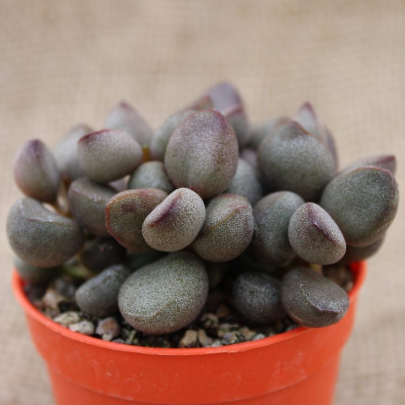 Adromischus 'Little Spheroid'