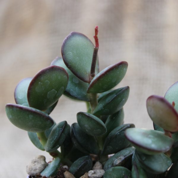 Adromischus subdistichus