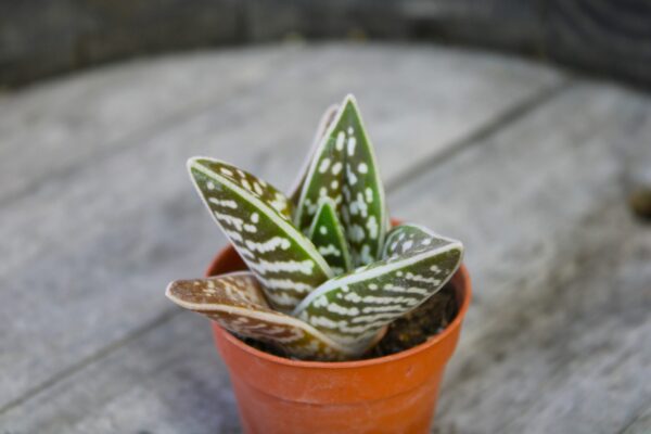 Aloe variegata - immagine 2