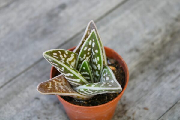 Aloe variegata