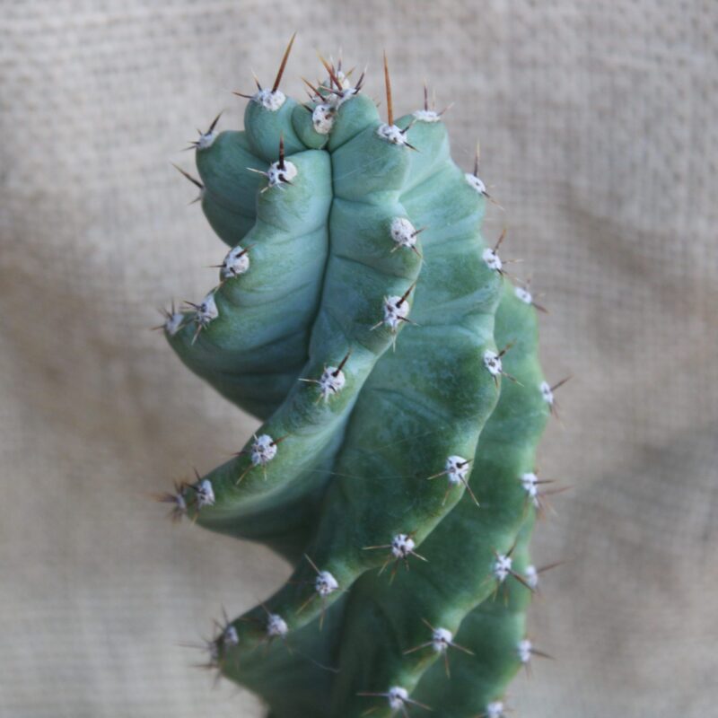 Cereus forbesii spiralis