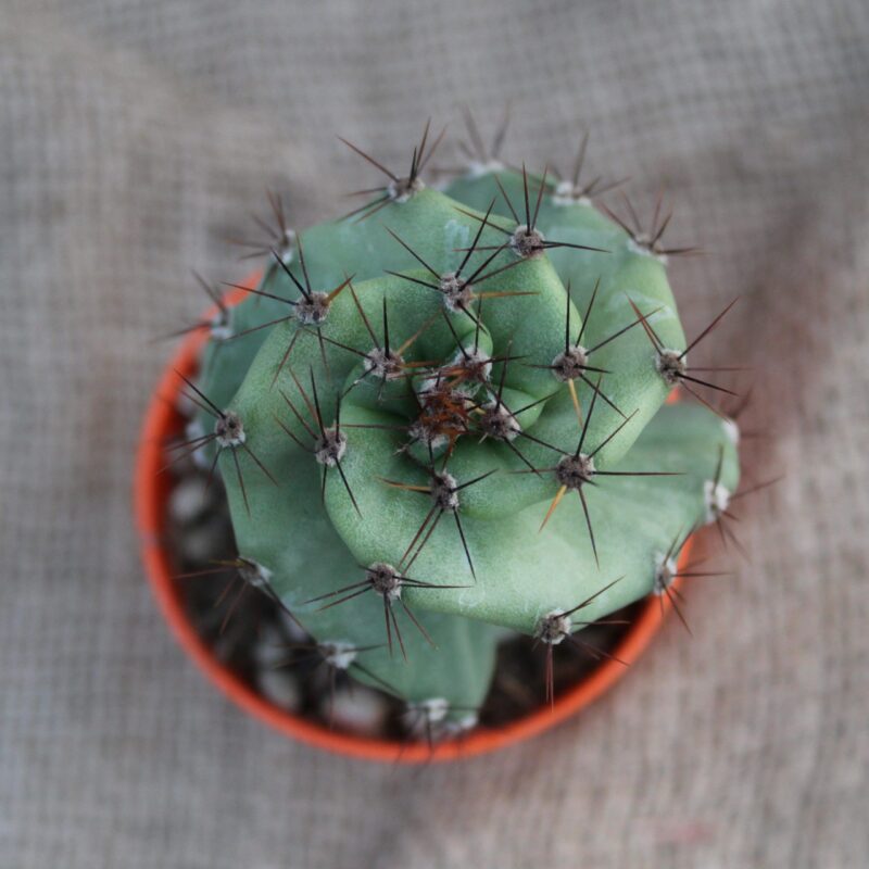 Cereus forbesii spiralis - immagine 2