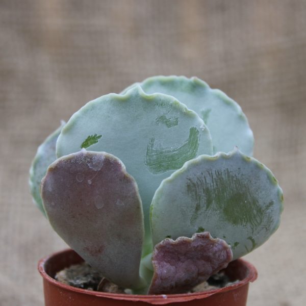 Cotyledon undulatum