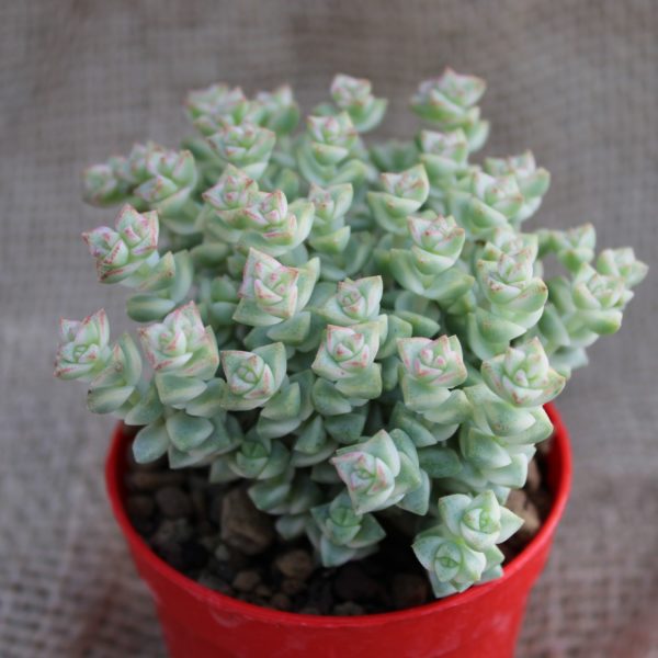 Crassula 'Pastel'