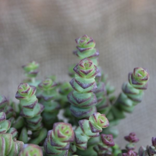 Crassula marnieriana