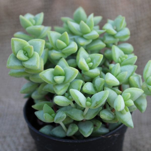 Mix Piante Succulente - immagine 4