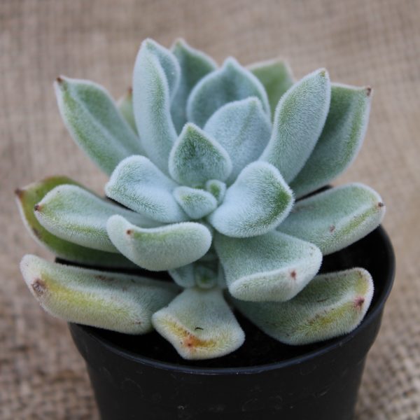 Mix Piante Succulente - immagine 6