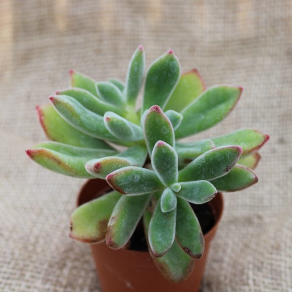 Echeveria pulvinata