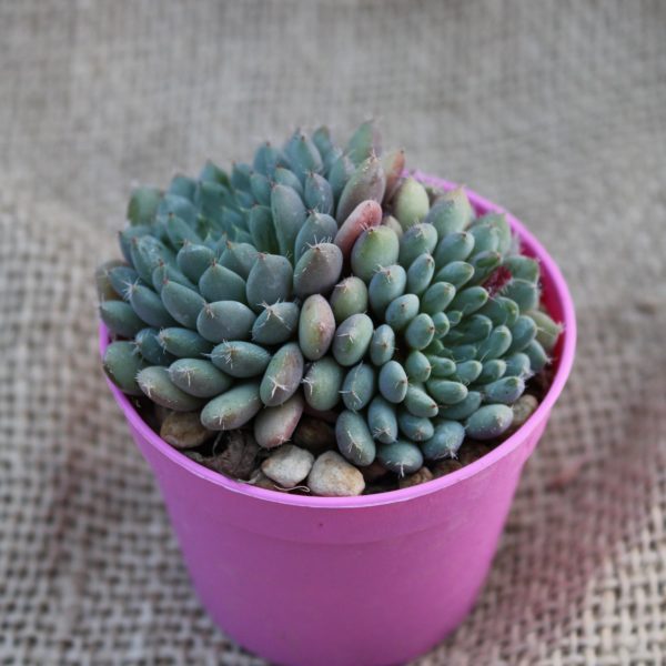 Mix Piante Succulente - immagine 3