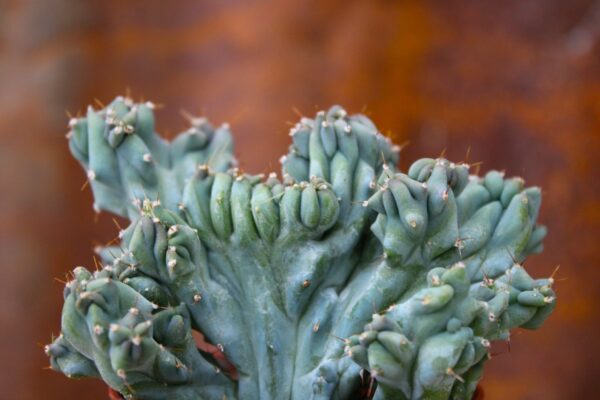 Myrtillocactus geometrizans 'Crestato'