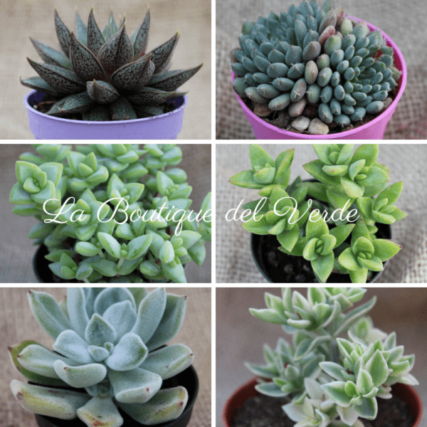 Mix Piante Succulente