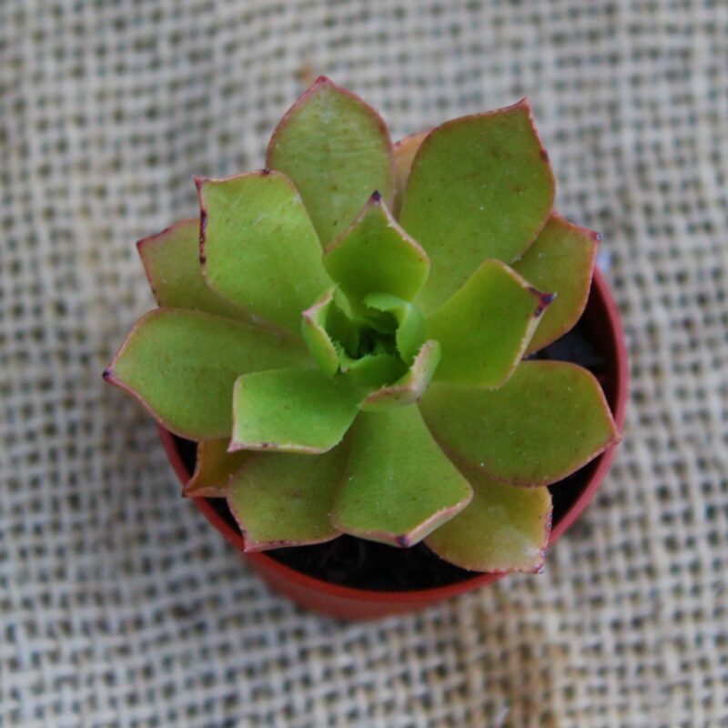 Aeonium decorum